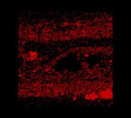 Sección B – Imagen MEB capas 13-9 a 13-11